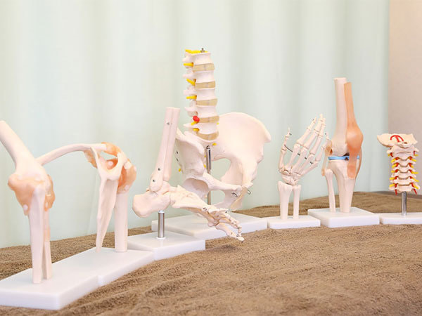 骨模型でのわかりやすい説明